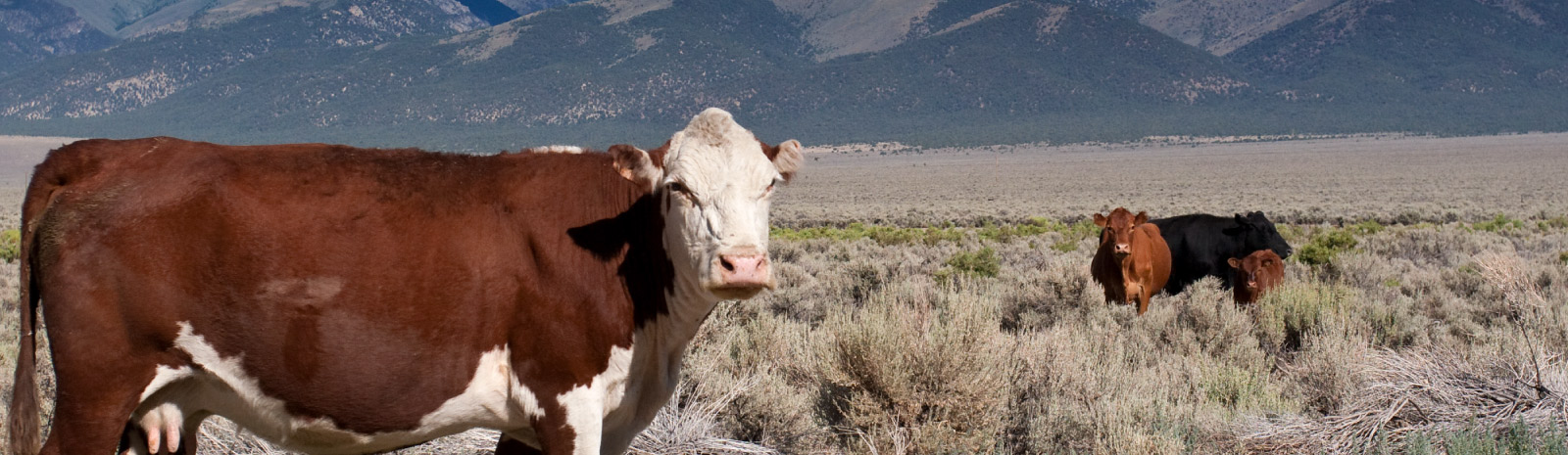 Two cows in a pasture.