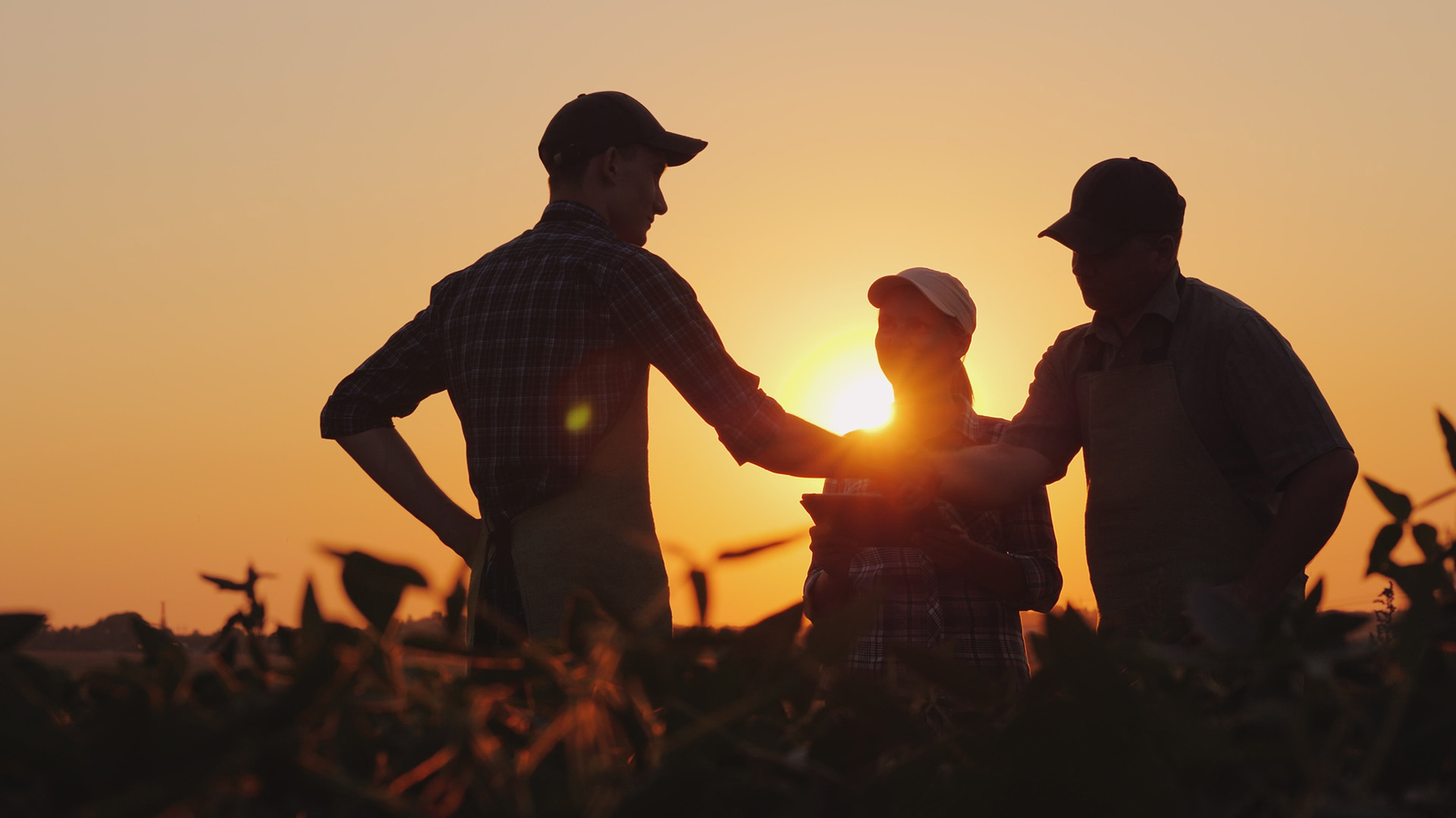 Three farmers talking in a field.